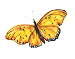 Orange Butterfly illustration